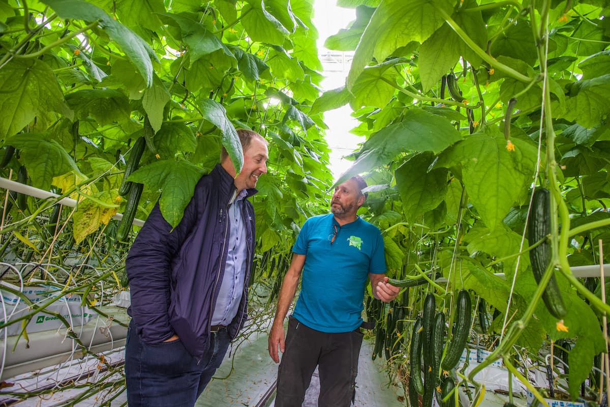 jakob og john helge To menn snakker sammen mellom høye agurkplanter