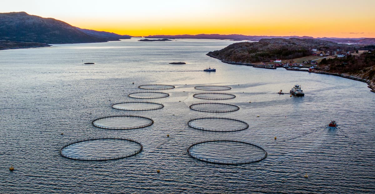 Lokalitet Gjerdinga Oppdrettsanlegg nær bebyggelse. Tre båter er på vannet rundt merdene.