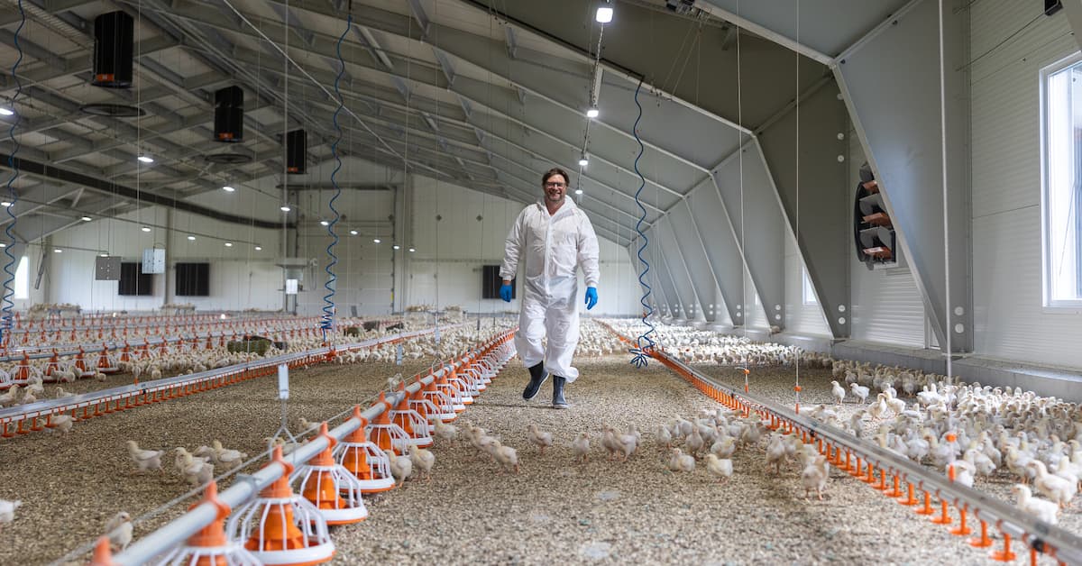 Rune i kyllingfjøs Mann i kjeledress i et kyllingfjøs