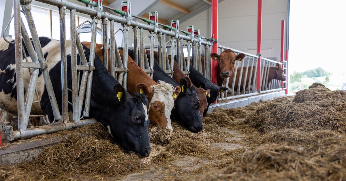 Kyr som spiser Kyr som spiser