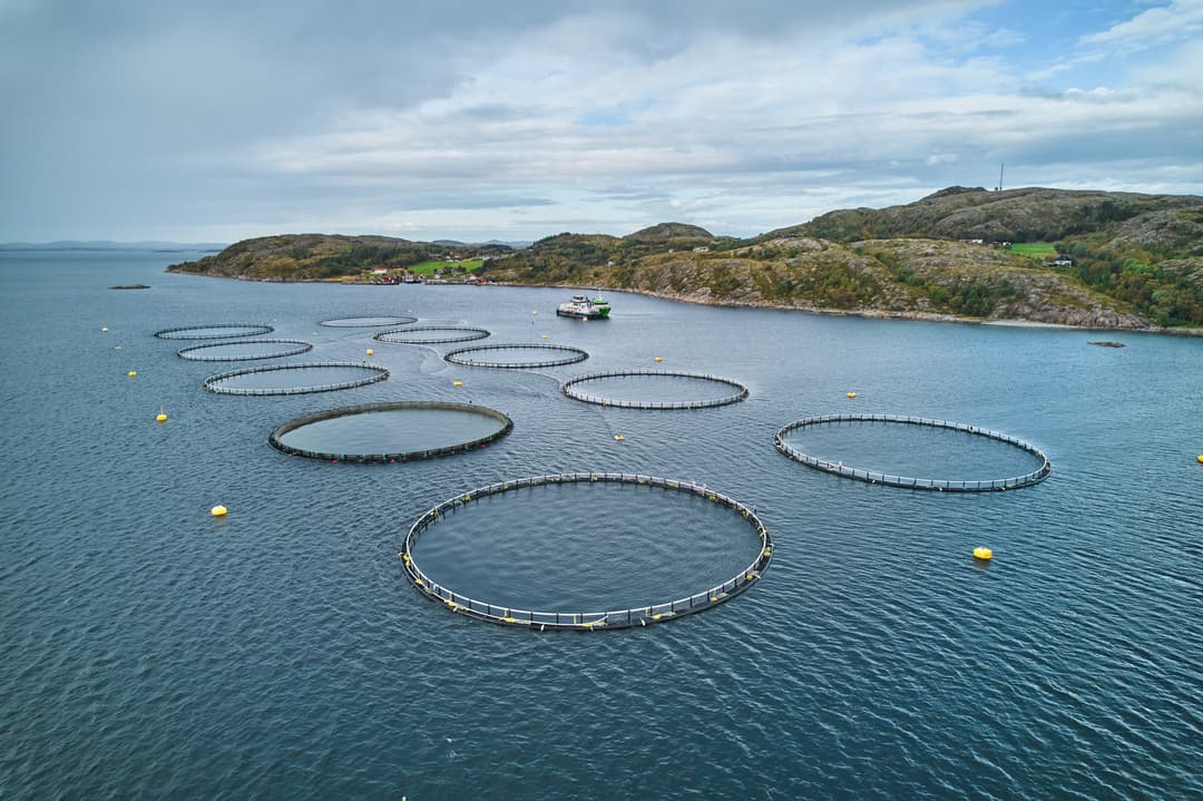 Oppdrettsanlegg Bilde som viser oppdrettsmerder ved en sjølokalitet og en fôrflåte i bakgrunnen.