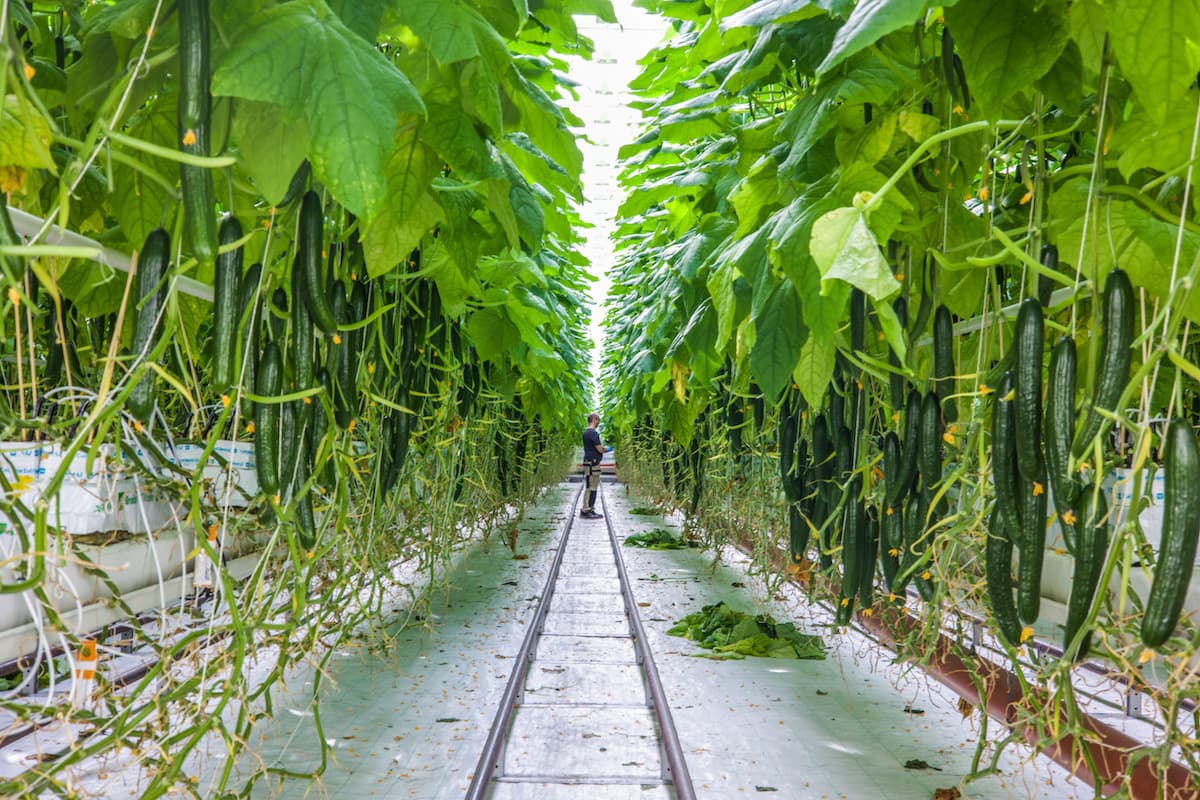 agurkpleie Lange rekker med høye agurkplanter