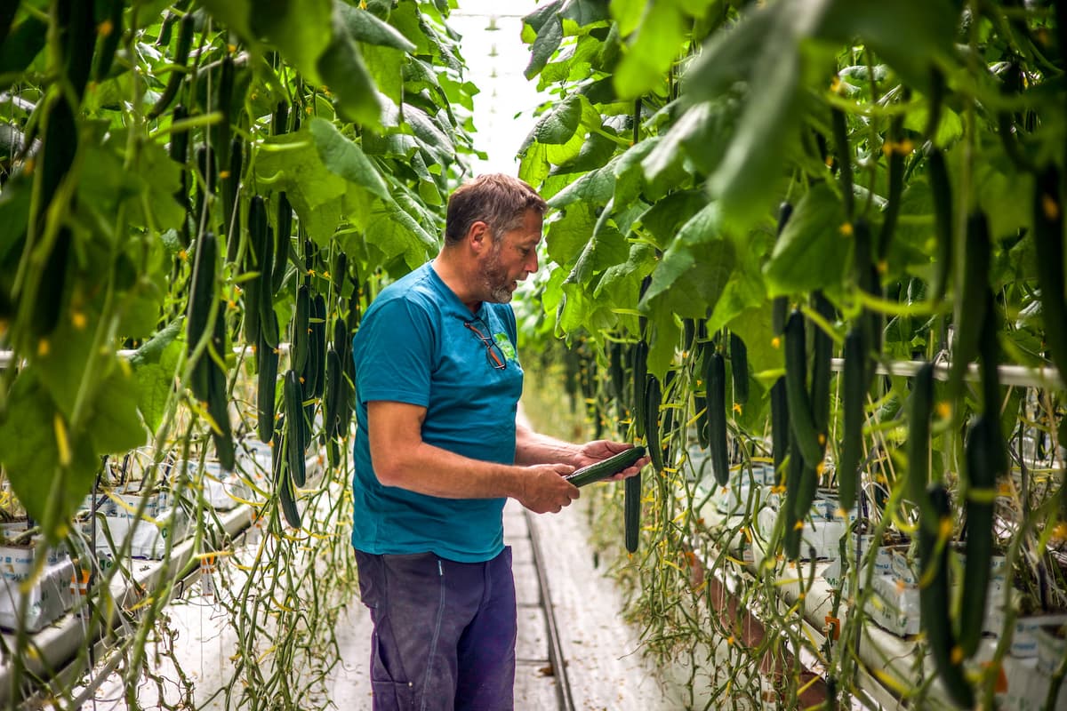 Agurkproduksjon Agurkproduksjon